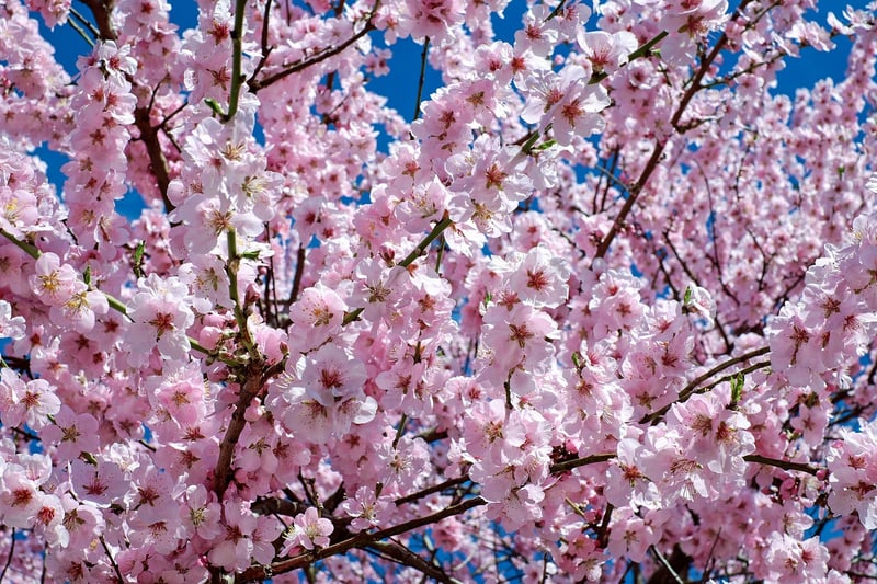 Japanese Cherry Blossom