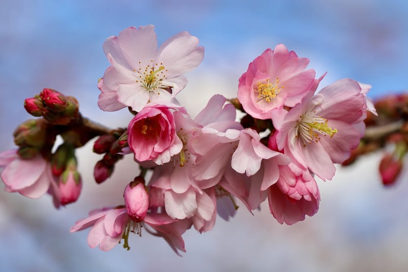 Japanese Cherry Blossom