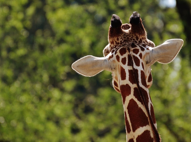 Safari Adventure
